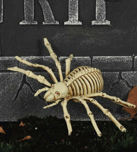 Esqueleto araña 24 cms.