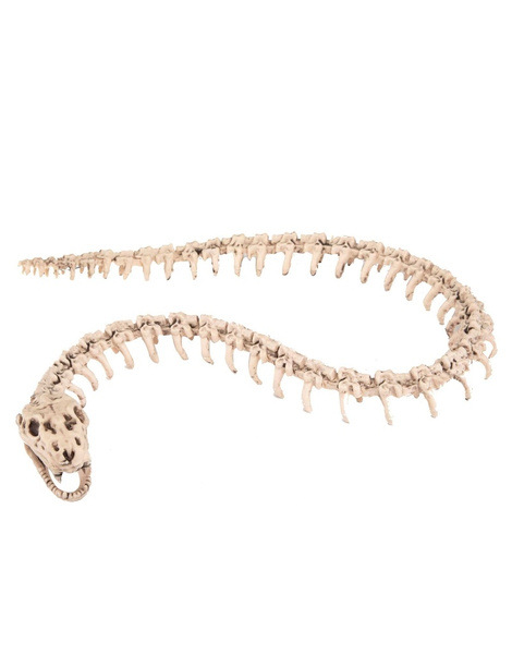 Serpiente esqueleto 5 x 110 cm