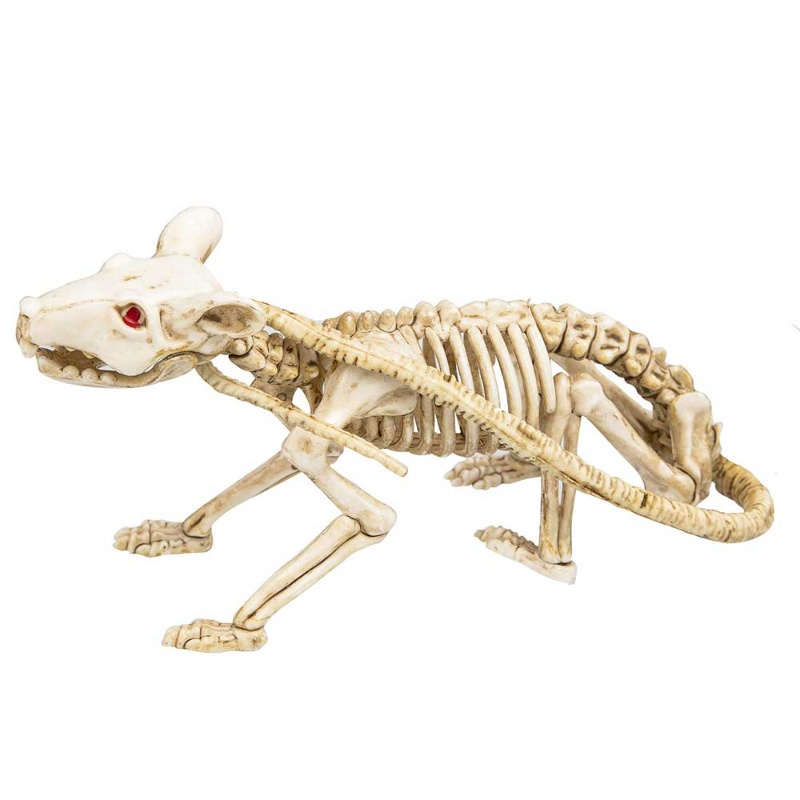 Esqueleto de rata
