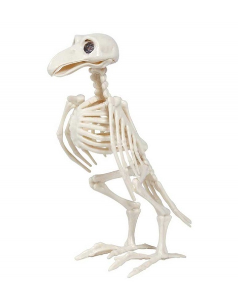 Esqueleto cuervo 20 cms.