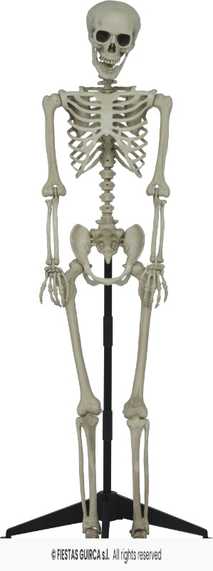 Esqueleto articulado con pie, 155 cms