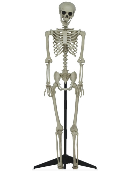 Esqueleto articulado con pie, 155 cms