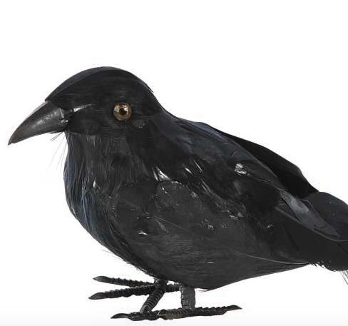 Cuervo Plumas 22x9x6 cms