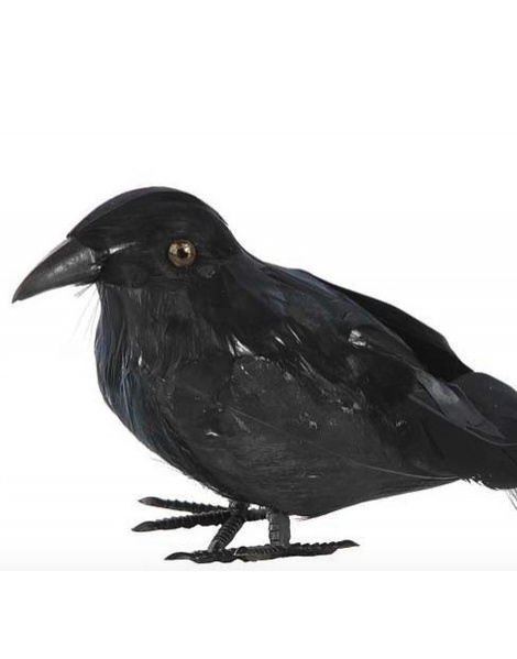 Penas de Corvo 22x9x6